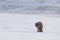Gray arctic fox walking on a snowy hill
