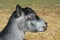 Gray baby boat laying on hay in enclosure