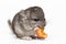 Gray Baby Chinchilla Eating Apple on white