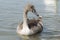 A gray baby Swan on the lake