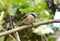 Gray-backed Shrike (Lunius tephronotus)
