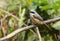 Gray-backed Shrike (Lunius tephronotus)