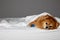 On gray background with bandaged paw under white blanket lies small German Spitz