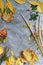 Gray background with fallen, chubby leaves. Template for designers with gold, yellow and orange leaves and spikelets of
