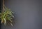 Gray background white line spider plant