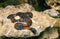 Gray-banded Kingsnake, lampropeltis alterna blairi, Adult with Tongue out, standing on Stone