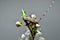 Gray barbel beetle on cherry flowers
