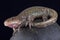 Gray barred tiger salamander (Ambystoma mavortium diabolo)