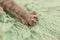 Gray, beautiful, fluffy cat`s paw with claws on the green fur, close-up paw