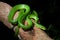 Gray-belly Green Rat Snake