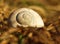 Gray big garden snail shell in the dry spring grass in the evening sun. Detail of a conch with a spiral on a summer meadow