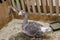 A gray big goose in a wooden enclosure walks on sawdust