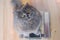 The gray big long-haired British cat sits on the scales and looks up. Concept weight gain during the New Year holidays, obesity,