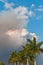 Gray, billowing smoke from an everglades fire