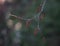 Gray Birch fruits with green bokeh background