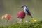 The gray bird sits on a mushroom.