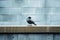 a gray bird standing on a ledge in front of a blue wall