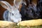 Gray and black bunny rabbits eating ear of corn, closeup