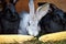 Gray and black bunny rabbits eating ear of corn, closeup