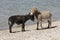 A gray and a black donkey make friends on the bank of Song Kul lake