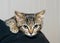 Gray and black striped tabby kitten clinging to the shoulder of person