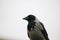 a gray black and white raven on a white background