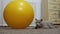 Gray British Cat Hiding in an Ambush near the Big Yellow Fitness Ball. Close up