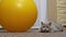 Gray British Cat Hiding in an Ambush near the Big Yellow Fitness Ball. Close up