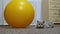 Gray British Cat Hiding in an Ambush near the Big Yellow Fitness Ball. Close up