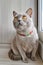 A gray british cat in a multi-colored braided collar sits on the balcony near the window