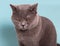 Gray british cat with offended, angry, depressive mood on blue background