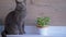 Gray British Cat Sits, Looking Pensively Up, on Near of a Mint Flower in a Pot.