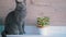 Gray British Cat Sits, Looking Pensively Up, on Near of a Mint Flower in a Pot.