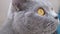 Gray British Domestic Cat with Large Brown Eyes Monitors Movement. Close up. 4K