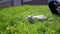 Gray British Domestic Cat on a Leash lying on Green Grass Outdoors on Sun