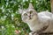 Gray british haircut cat in the green garden