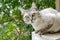 Gray british haircut cat in the green garden