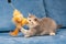 Gray British kitten plays with the furry orange toy