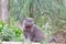 Gray British plush cat on a background of green plants.