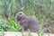 Gray British plush cat on a background of green plants.