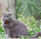 Gray British plush cat on a background of green plants.