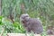 Gray British plush cat on a background of green plants.