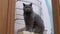 Gray British Purebred Cat Sits on Washing Machine, Watching the Movement Object