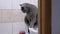 Gray British Purebred Cat Sitting on Washbasin in Bathroom. 4K. Close up