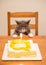 Gray British Shorthair and a birthday cake