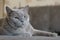 The gray British shorthair cat looks with a displeased look at the camera