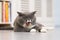 The gray British Shorthair cat, lying on the floor