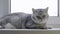 Gray british shorthair cat, pet lies on the windowsill during the day.