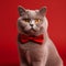 Gray British shorthair cat with a red bow on a red background, portrait, close-up,