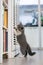 Gray British shorthair cats